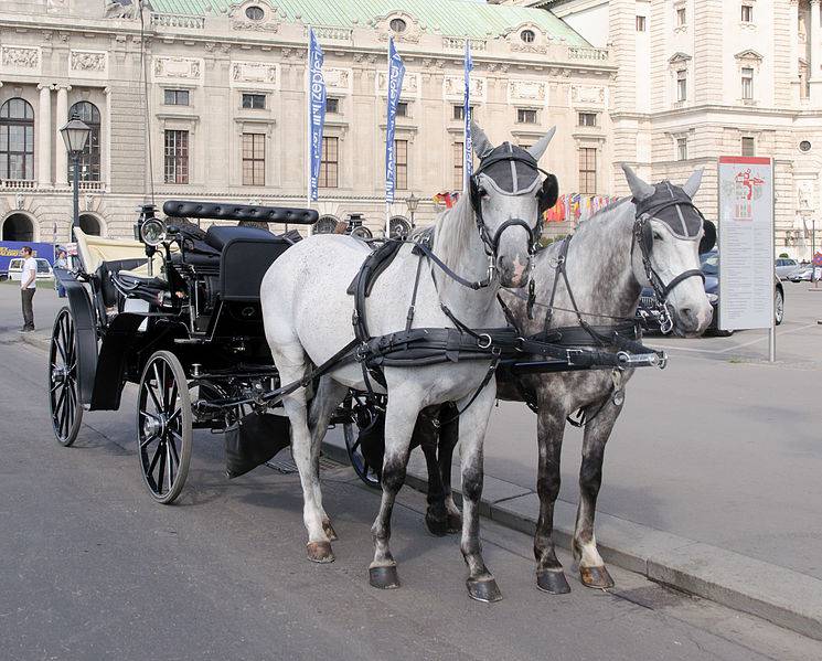 Oštećuju asfalt: Konji u Beču će uskoro dobiti nove potkove