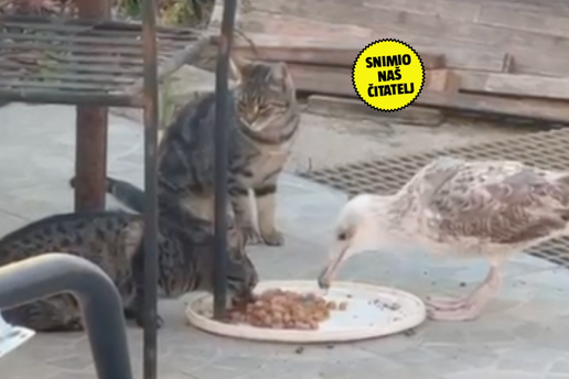 NEVJEROJATNO Mladi galeb se udoma&cacute;io na ru&ccaron;ku s ma&ccaron;kama: 'Navikle su, zna ih i kljucnuti'