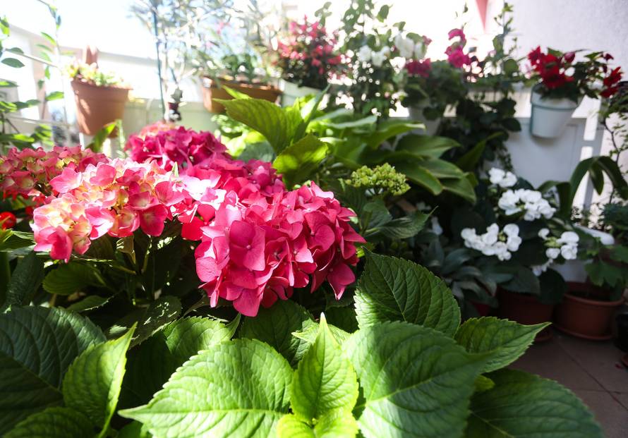 Svaka biljka na pravom mjestu: Bolivijske begonije vole sunce, a hoste sjenovite kutke balkona