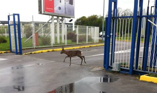 Bambi zalutao na parkiralište: U šumu ga vratio lokalni lovac