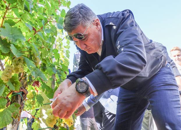 Jastrebarsko: Na Plešivici održana diplomatska berba grozđa