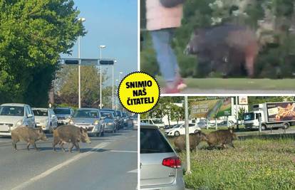 VIDEO Divlje svinje uzbunile Dubravu: 'Zbog veprova djecu ne puštamo da se igraju sama'