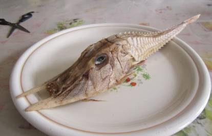 Misteriozna riba s kljovama zbunila ribare, ali i stručnjake