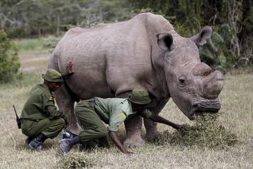 Wardens assist the last surviving male northern white rhino named 'Sudan' as it grazes at the Ol Pejeta Conservancy in Laikipia national park, Kenya