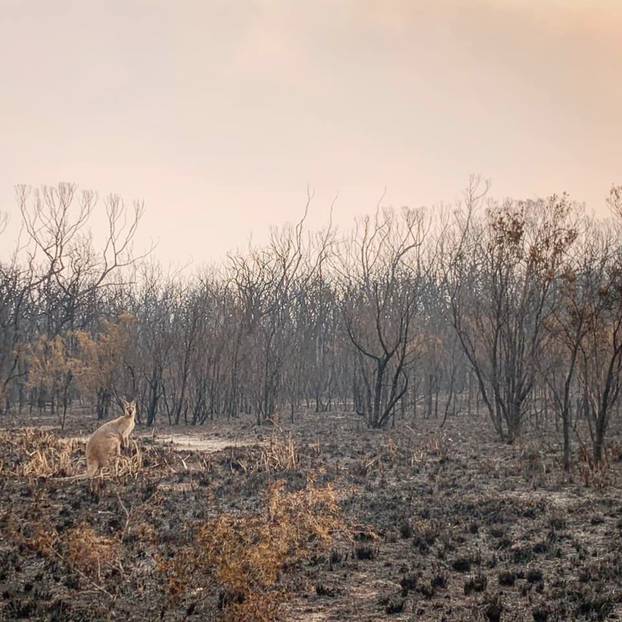 Social media image of a kangaroo standing on charred vegetation in the aftermath of a bushfire in Wallabi Point, Australia