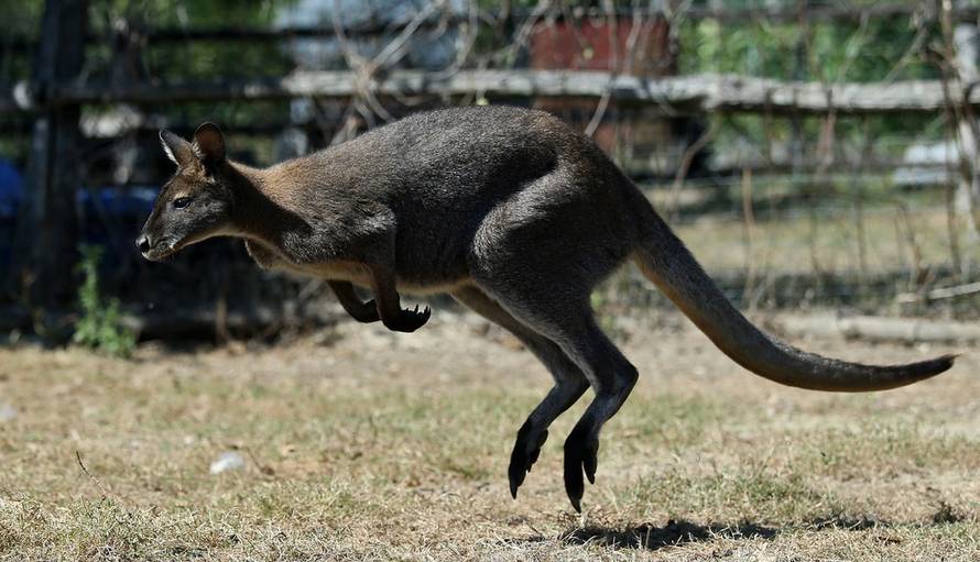 Sanjin Strukić/PIXSELL