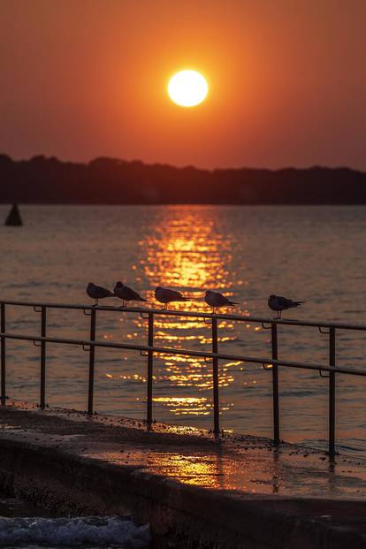 Galebovi uživaju na plažama upujajući posljednje zrake današnjeg sunca