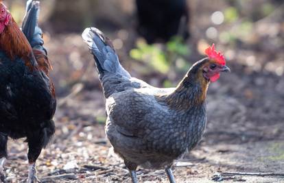 U Keniji djecu u školi uče kako zaklati kokoš, od roditelja traže da na vježbe donesu meso