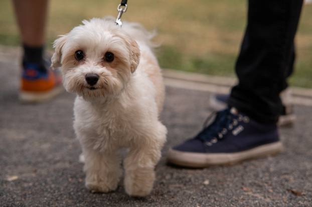 Zagreb: Mali piknik privukao je veliki broj građana 