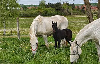 Voli li vas vaš konj? Čini se da ne više nego bilo koga drugog