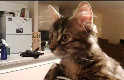 Video: Mačka Sophie uživa u pogledu s glave svog vlasnika