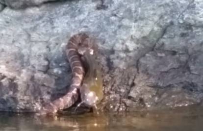 Vrhunski ribolovac: Vodena zmija uhvatila ogromnog soma