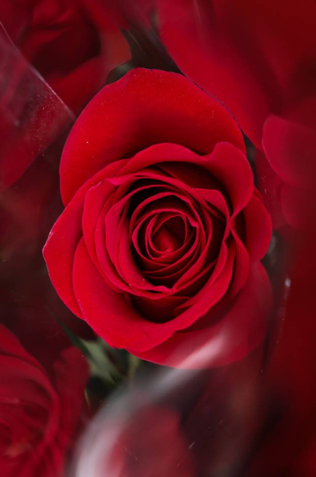 Zagreb: Bogat izbor cvijeća i cvjetnih aranžmana povodom Valentinova