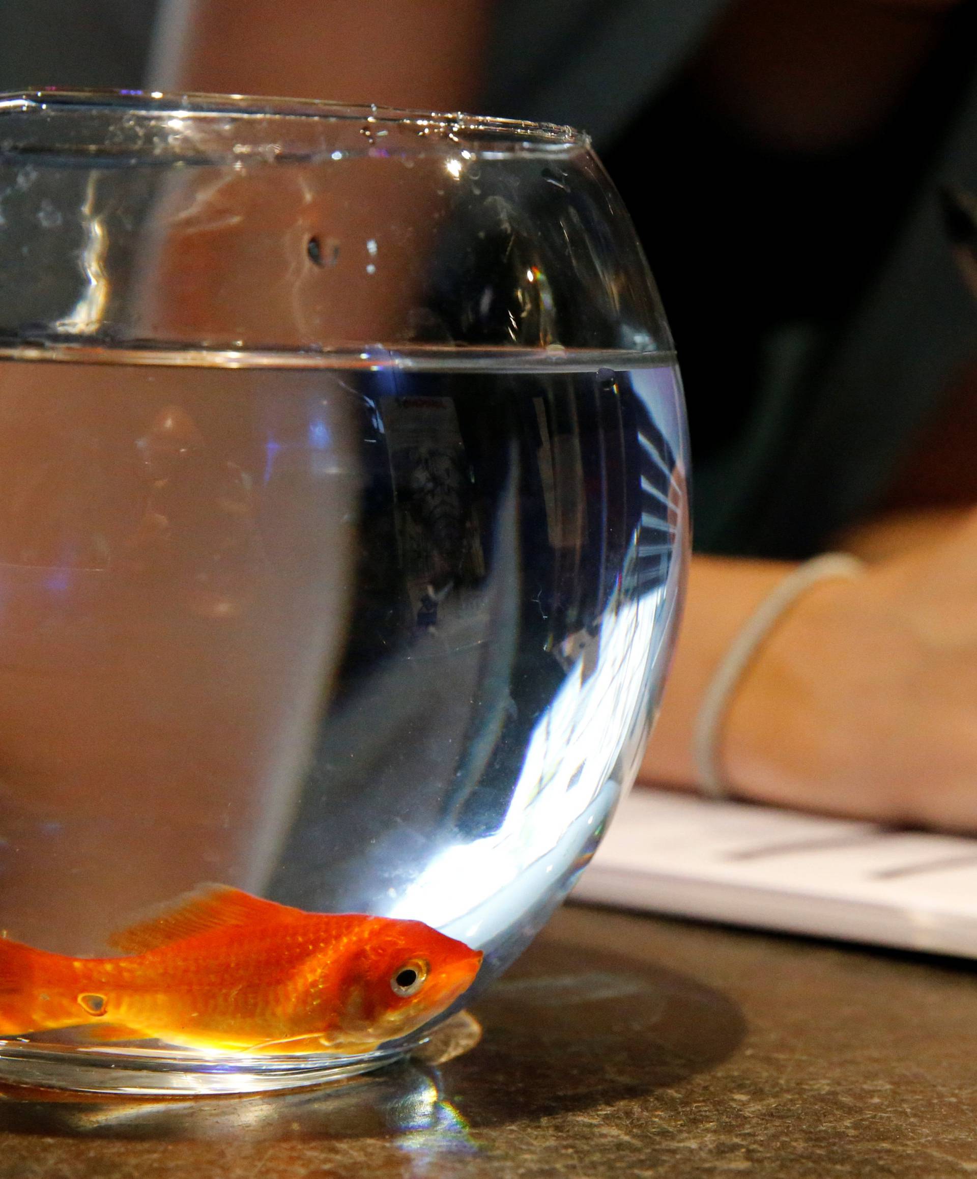 Emie Le Fouest from Paris brings her goldfish named "Luiz Pablo" to Paris aquarium as part of an operation launched to take care of hundreds of goldfish abandoned by French holiday-makers, in Paris