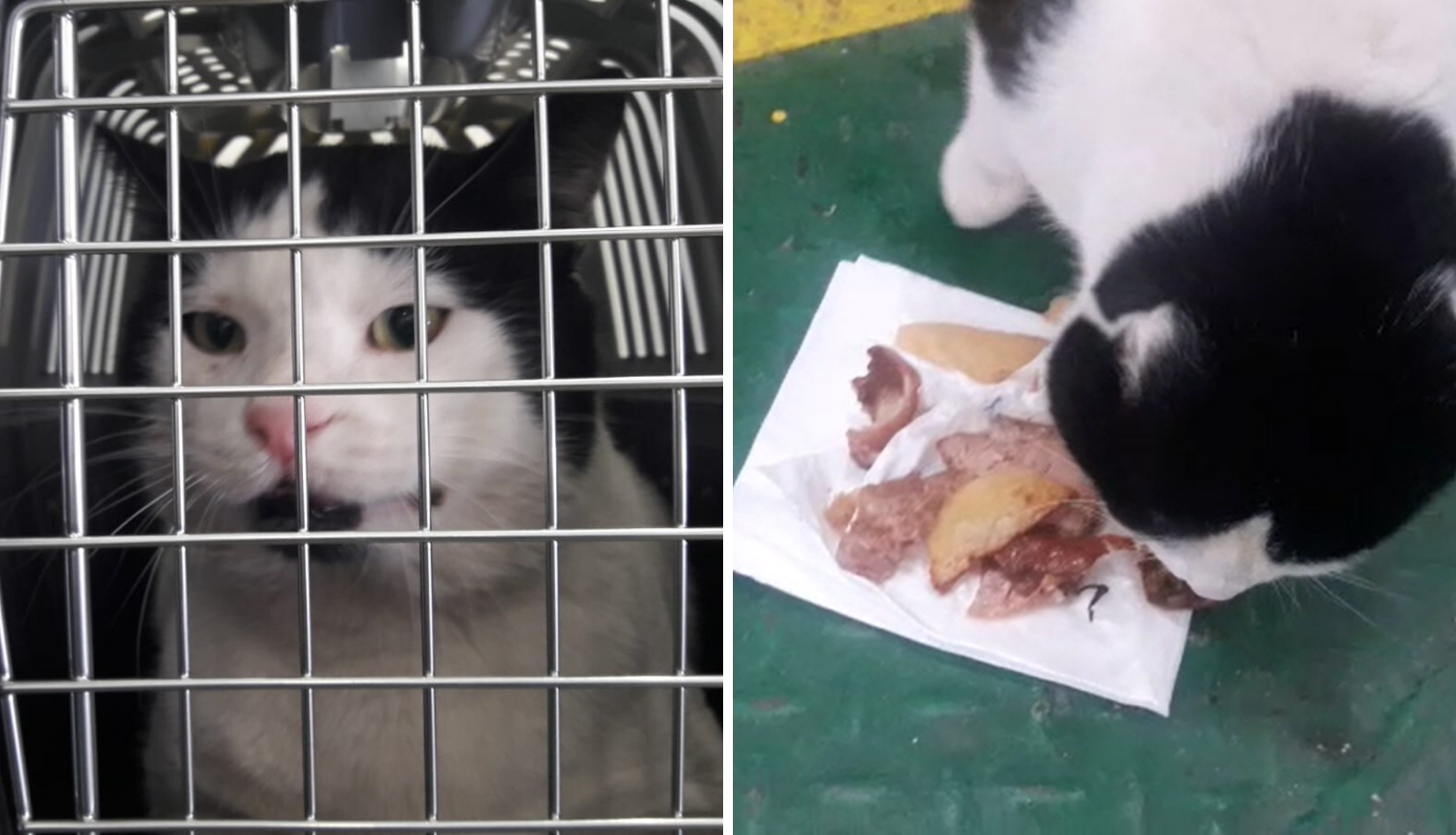 Lučki se vraća kući: Mačak je dobio i ručak na trajektu za Vis