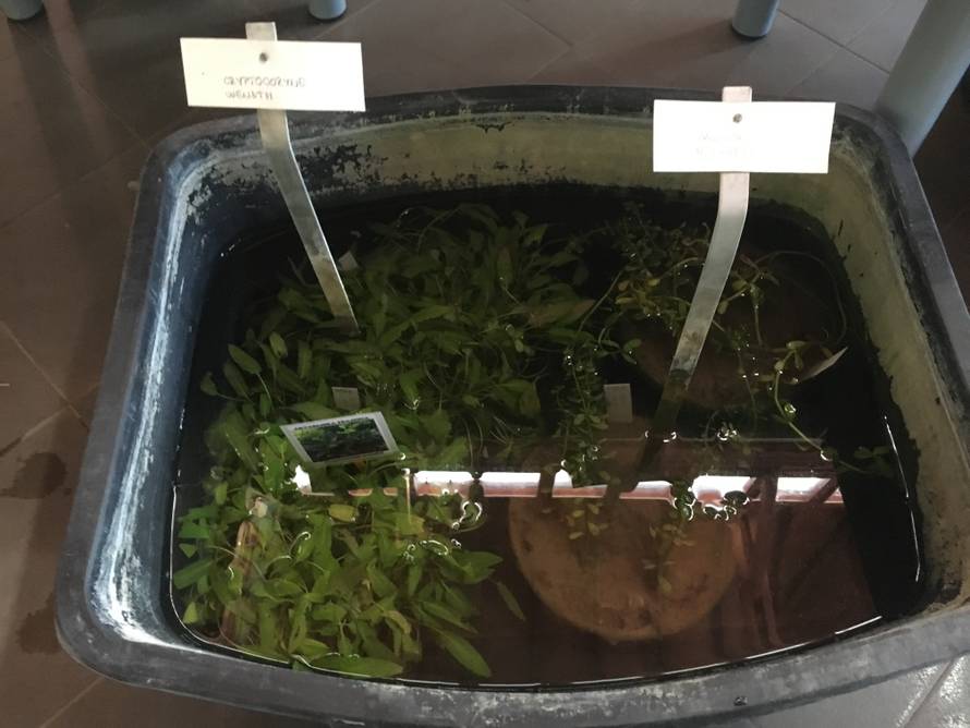 Rasprodaja u Botaničkom vrtu: Mesožderke su već od 30 kuna