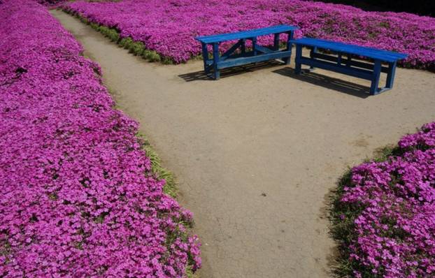 FOTO Pogledajte tu divotu: Farmer zasadio tisuće cvjetova za svoju slijepu suprugu