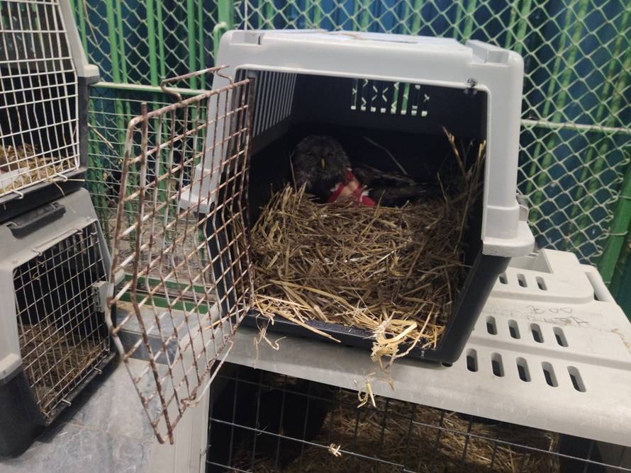 Vozač mekog srca: 'Udomio sam psa Aresa, pomogao sam spasiti i štene iz cijevi za odvod'