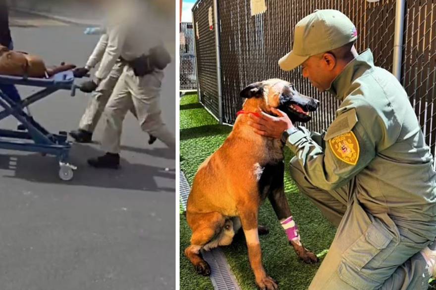 Dramatično spašavanje policijskog psa u Las Vegasu