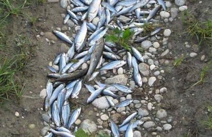 Uz Savski nasip leže tisuće uginulih riba 