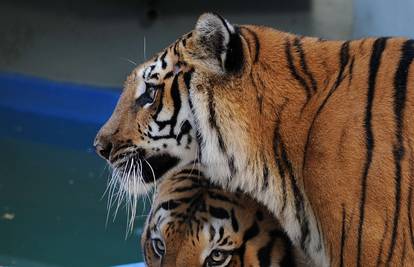 Tigrovi Willam i Kate uselili u zoološki vrt u Rio de Janeiru 