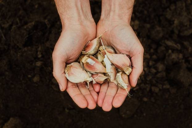 A,Handful,Of,Garlic,For,Planting,In,The,Vegetable,Garden