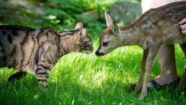 Fawn being raised by baby bottle