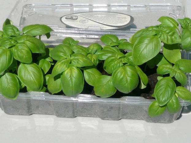 Trikovi za dom i vrt koji štede vrijeme i olakšavaju poslove