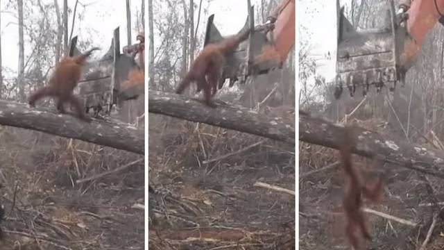 Branio dom: Orangutan napao bager koji mu je srušio stablo