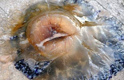 "Veću nisu vidjeli": Divovska meduza iznenadila Šibenčane