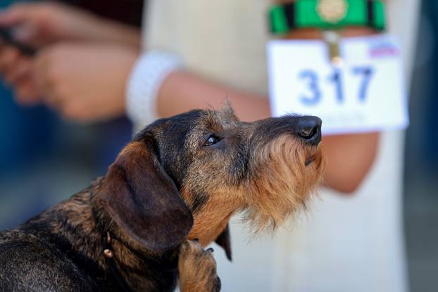 Zaton: Međunarodna izložba pasa pod nazivom CACIB Zadar 2025