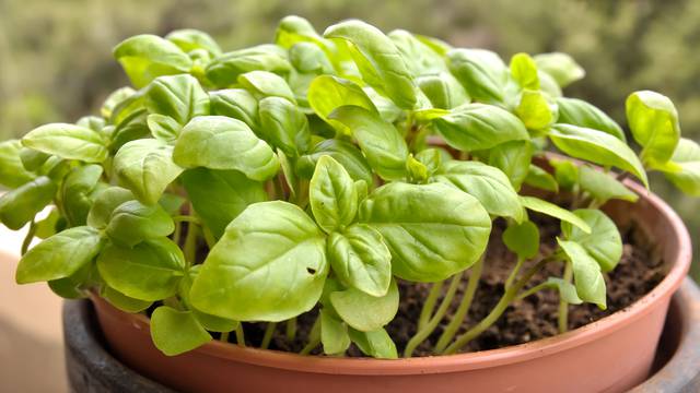 Najzdravije začine nije teško uzgojiti u vrtu niti na balkonu