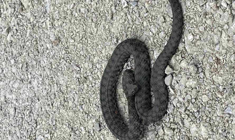 VIDEO Zmiju ribaricu snimili su uz savski nasip u Zagrebu: 'Bila je na puteljku, nije se bojala'