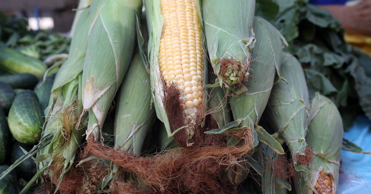 Maize production fell by 17% 24 hours