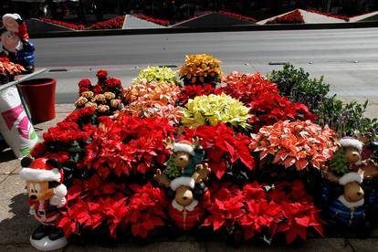 Poinsettia Flower Festival, Mexico City, Mexico - 03 Dec 2021