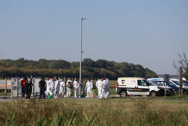 Sokolovac: Kreće eutanazija svinja, uvode se novi sigurnosni protokoli