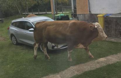 VIDEO Bika koji terorizira ljude u Gračacu su usmrtili: 'Luta bez nadzora, opasan je za okolinu!'