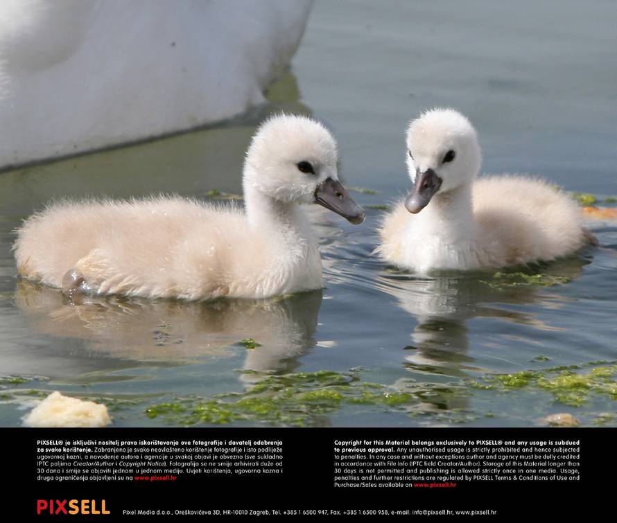 Duško Jaramaz/Pixsell