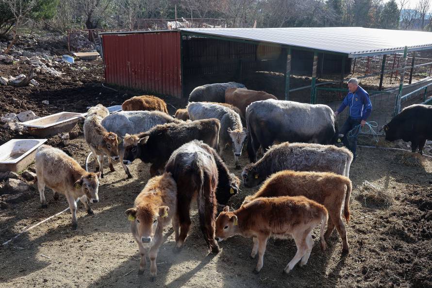 Vukovi haraju Zažabljem i rade štetu stočarima