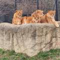 Zagrebački lavovi ponovno riču zoološkim, preboljeli su koronu