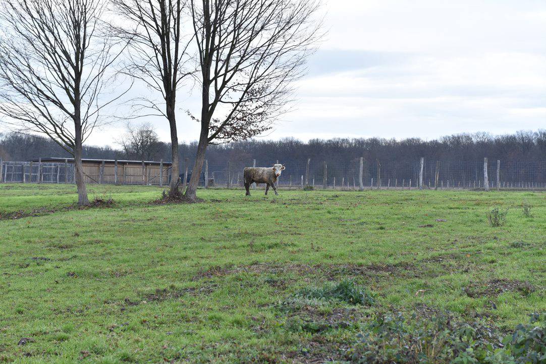 Bik Joza već trčkara na farmi u Lasićima. Ima društvo i čeka da mu pronađu nove udomitelje