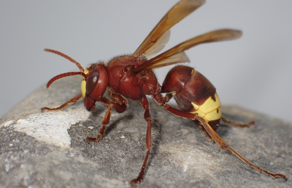 FOTO Orijentalni stršljen stigao je i u Hrvatsku: 'Očekujemo da će se proširiti dalje po državi'