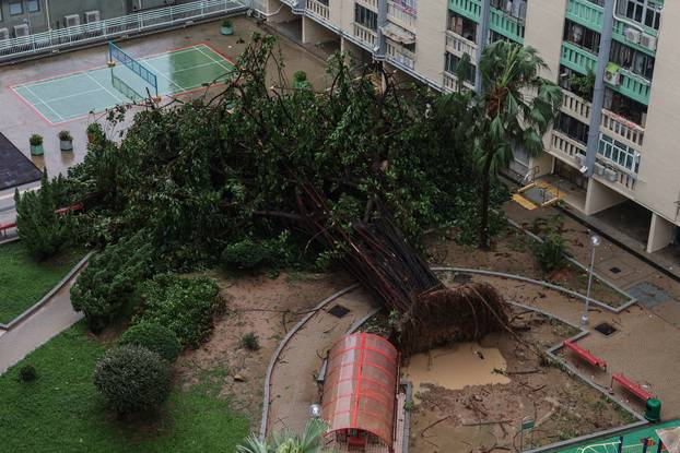 A tree lies toppled by Super Typhoon Ragasa’s fierce winds in Hong Kong