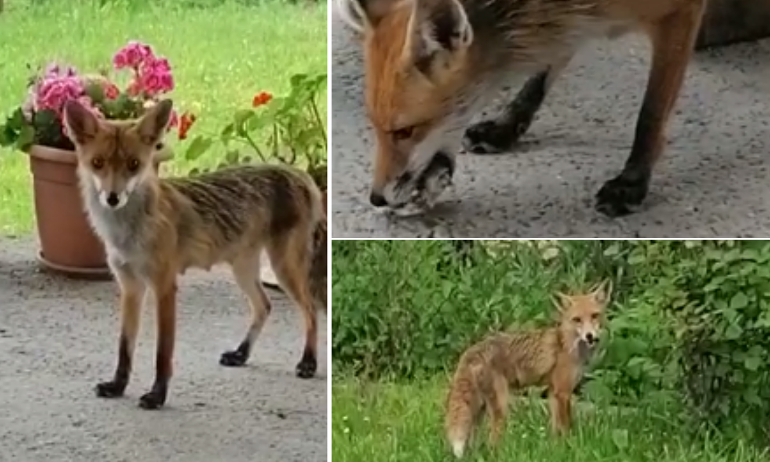 VIDEO Lisica u Zagrebu navukla se na stari kruh: 'Stalno dolazi'