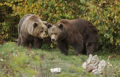 Lovci žele ubiti medvjedicu i mladunca na Krku. Udruge su zgrožene: 'Zaštitite prirodu!'