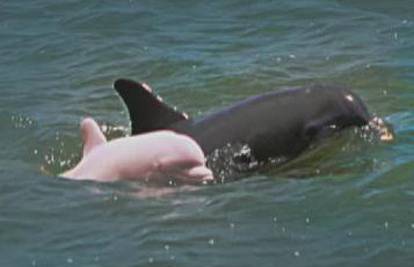 SAD: Albino dupin Pinky bezbrižno s majkom pliva 