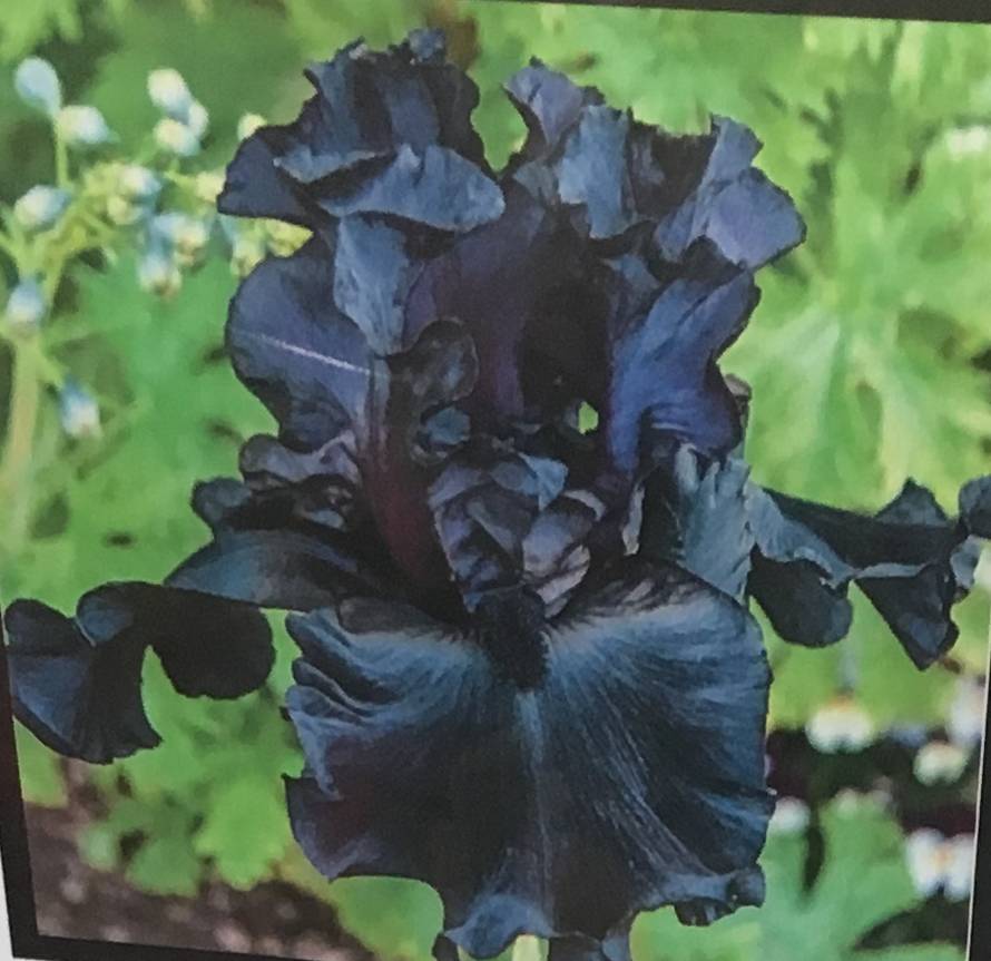 Rasprodaja u Botaničkom vrtu: Mesožderke su već od 30 kuna