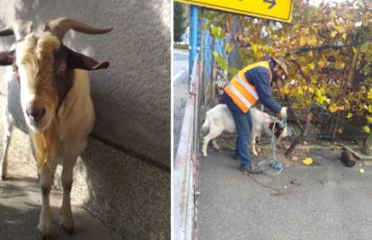 Plašio ih noću: Priveli jarca koji je Zagorcima upadao u kuće