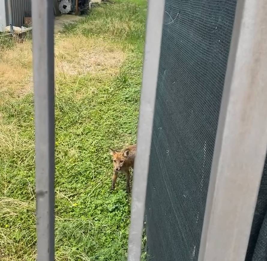 VIDEO Mačka i lisica oči u oči: 'Pun ih je grad. Rekli su nam da ih ne diramo jer nisu opasne'