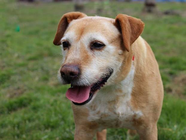 FOTO Ovi preslatki psići iz Noine Arke traže obitelj i stalni dom
